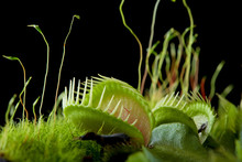 Venus Flytrap Dionaea