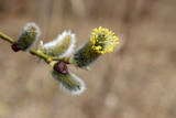 Fototapeta Tęcza - Pussy willow branch, verba flowers in spring forest. Palm Sunday symbol, Easter background