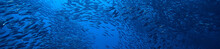 Scad Jamb Under Water / Sea Ecosystem, Large School Of Fish On A Blue Background, Abstract Fish Alive