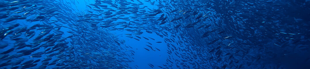 scad jamb under water / sea ecosystem, large school of fish on a blue background, abstract fish aliv