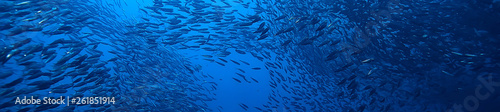 Fotomural scad jamb under water / sea ecosystem, large school of fish on a blue background