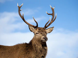 Wall Mural - Stag, Glen Etive, Scotland.