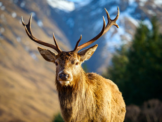 Wall Mural - Red Deer Stag, Glen Etive, Scotland.