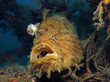 Underwater world - Antennarius hispidus - Shaggy angler (frogfish). Lembeh srait, Indonesia. 