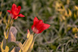 Dzikie czerwone tulipany