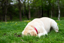 Labrador Dog Dig A Hole