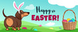 Cute dachshund dog with Easter bunny ears sits in grass, basket full of candy eggs, eggs hidden in grass, vector cartoon illustration, text 