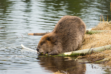 Wall Mural - A big beaver chewing on twigs on the grassy edge of the beaver pond