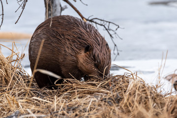 Wall Mural - A young beaver in the dry grass of the beaver dam making a scent mound