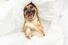 Top View Portrait Of Funny Dog Lying On Pillow In Bed Wrapped In Fluffy White Blanket, Copy Space