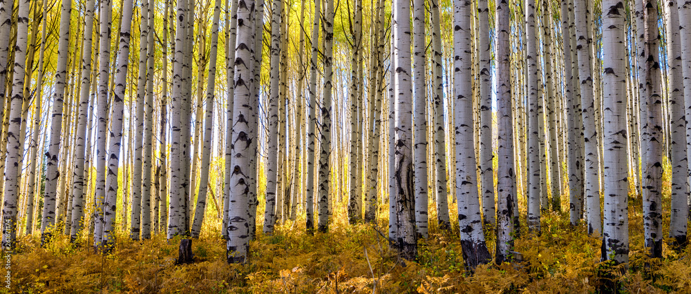 Golden grove of aspen trees taken during peak fall colors in the Rocky Mouintinas of Colorado fills out this wide panoramic shot - obrazy, fototapety, plakaty 