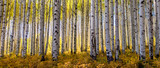 Golden grove of aspen trees taken during peak fall colors in the Rocky Mouintinas of Colorado fills out this wide panoramic shot
