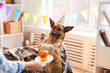© Seventyfour - Portrait of unrecognizable woman giving Birthday cake to dog, copy space