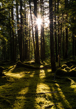 Sun Breaking Through The Dense Emerald Woods Of Oregon USA. The Light Rays Illuminate  The Dense Forest Floor Which Is Covered In Lush Green Moss. Image Is Horizonatal Aspect