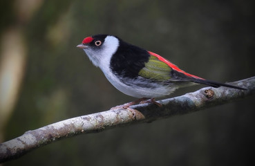 Pin-tailed Manakin