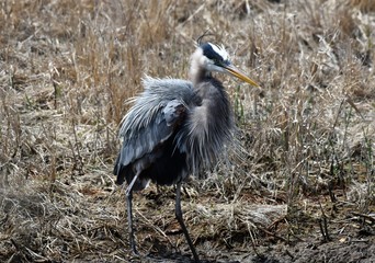 Great Blue Heron fluffing his feathers