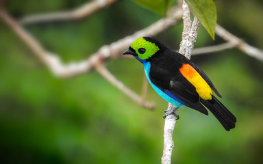 Paradise Tanager