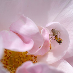 Crab spider preying on syrphid fly on rose