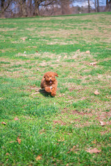 Toy poodle puppy on green