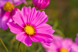 Fototapeta Kosmos - Pink cosmos flower (Cosmos Bipinnatus) with blurred background