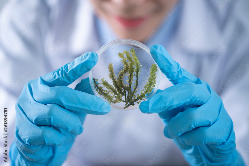 biofuel laboratory with algae, research experiments, educational ...