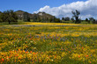 Wildflower covered meadow as a result of heavy spring rains in 2019, Shell Creek Road, San Luis Obispo Country, California 