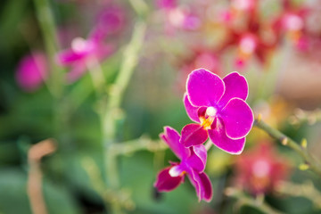 Wall Mural - purple orchid