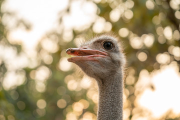 Wall Mural - ostrich head close up