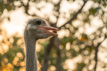 Wall Mural - ostrich head close up