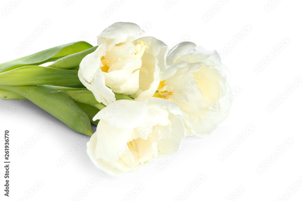 Beautiful tulip flowers on white background