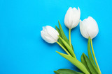 Fototapeta Tulipany - Beautiful tulip flowers on color background