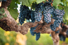 Bunches Of Cabernet Wine Grapes On Old Vine
