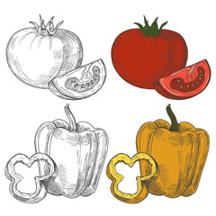 Wall Mural - Black and white and color sketch tomatoes and sweet pepper isolated on white background. Illustration of tomato food and pepper
