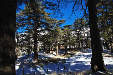 Wall Mural - Cedars, Qadisha Valley, Lebanon