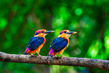 two young oriental dwarf kingfisher, chiplun, maharashtra, india.