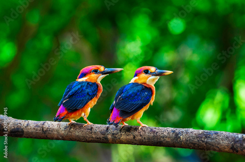 Two young Oriental dwarf kingfisher, Chiplun, Maharashtra, India. Wallpaper Mural
