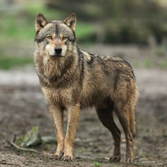 Wall Mural - Grey Wolf in the rain