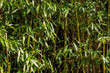 Bambus Strauch