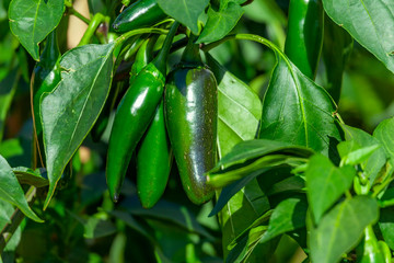 Ripening pepper in the vegetable garden