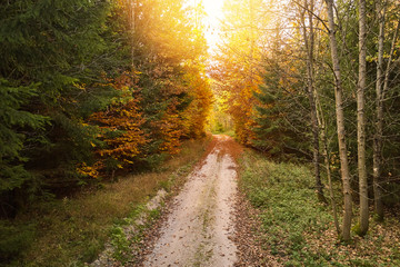 Wall Mural - Sunny path in the forest in autumn