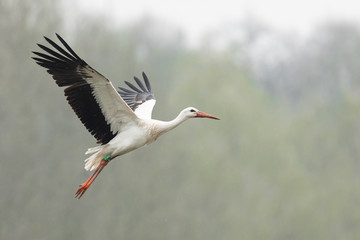 white stork in the rain