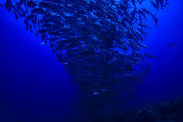 under water ocean / landscape underwater world, scene blue idyll nature