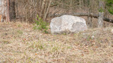 Fototapeta Desenie - stone in spring forest