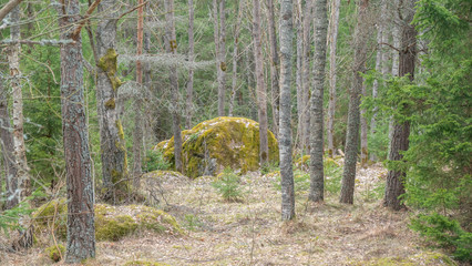 Wall Mural - stone in the forest