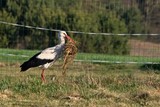 Fototapeta  - Bocian zbierający budulec na gniazdo ze suchą trawą w dziobie