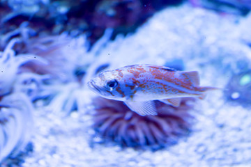 Wall Mural - Blurry photo of small fishes and coral reefs in a sea aquarium