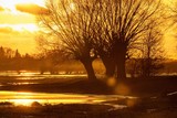 Fototapeta  - Wierzby w złocistych promieniach zachodzącego słońca