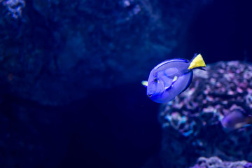 Wall Mural - Blurry photo of a Blue Tang Fish Paracanthurus hepatus or Dory in a Sea Aquarium