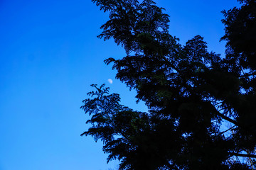 the silhouette of a coniferous tree against the blue sky and the moon