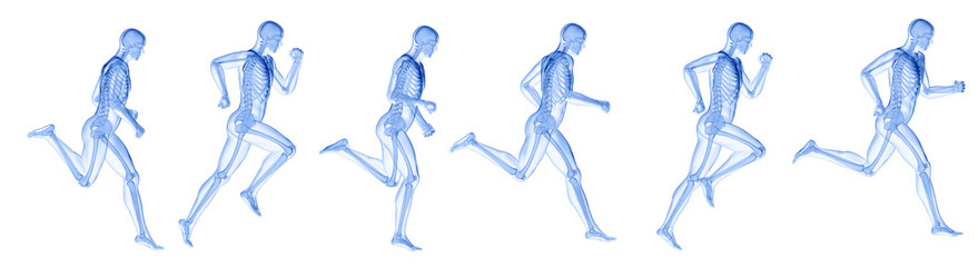 3d rendered illustration of a running mans skeleton.